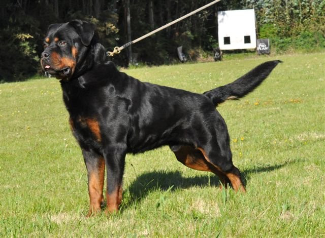 Yokel von der Bleichstrasse