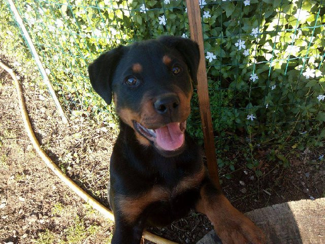 Pia von der Tripelallianz